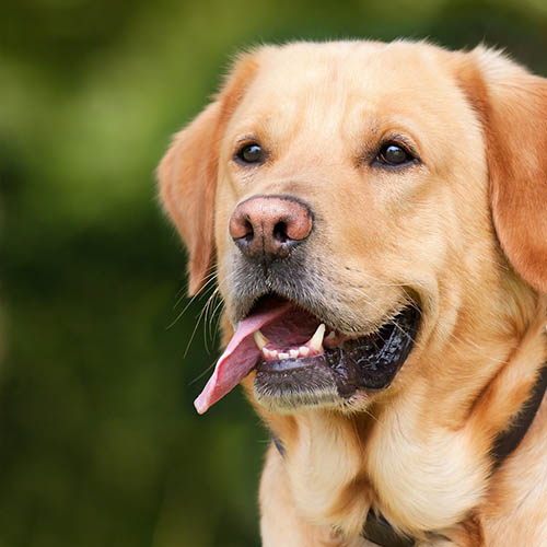  un chiot soin pharmacie Garenne Trivaux