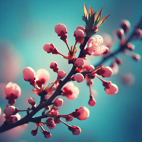 Gemmothérapie herboristerie Clamart